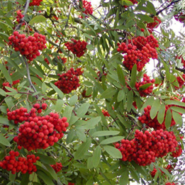    Sorbus aucuparia 